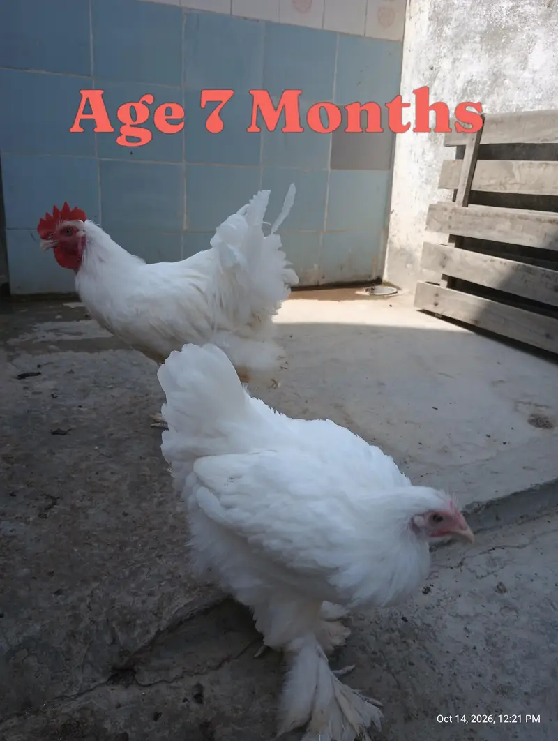 Young Adults Egg Laying Golden Buff & White Buff Available for sells — photo 11