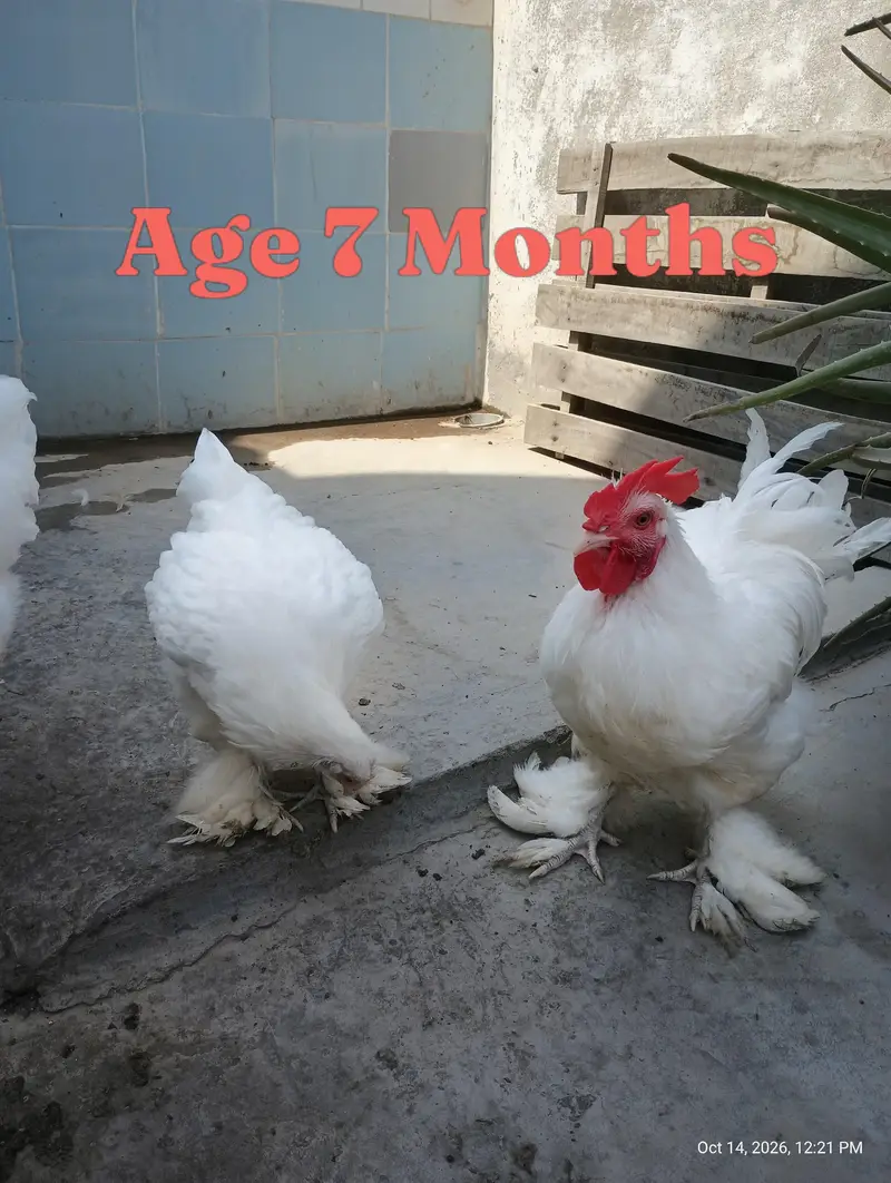 Young Adults Egg Laying Golden Buff & White Buff Available for sells — photo 12