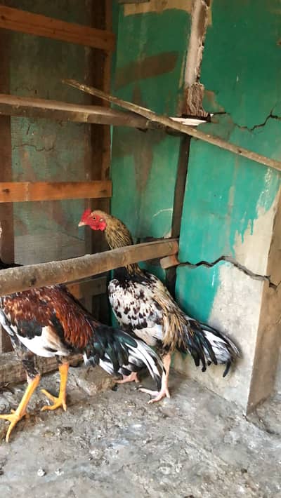 Mianwali male for sale murgha patha