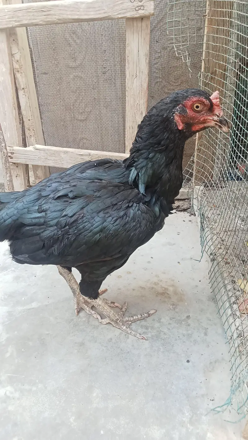 urgent sale — photo 2