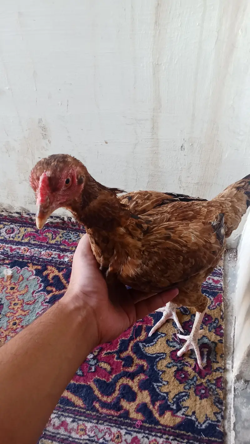 urgent sale — photo 4