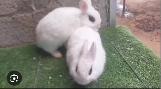 hotot dwfer pir only what's sp number03117357676