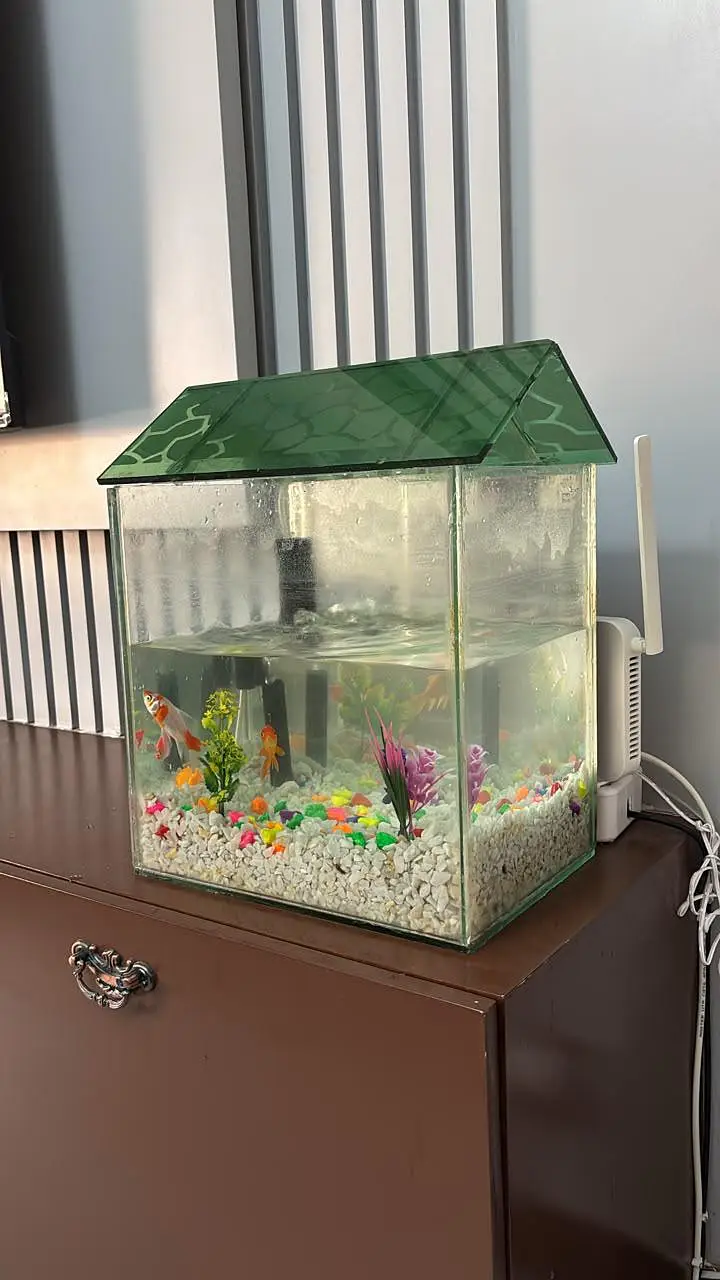 fish tank for sale With 3 fish — photo 4