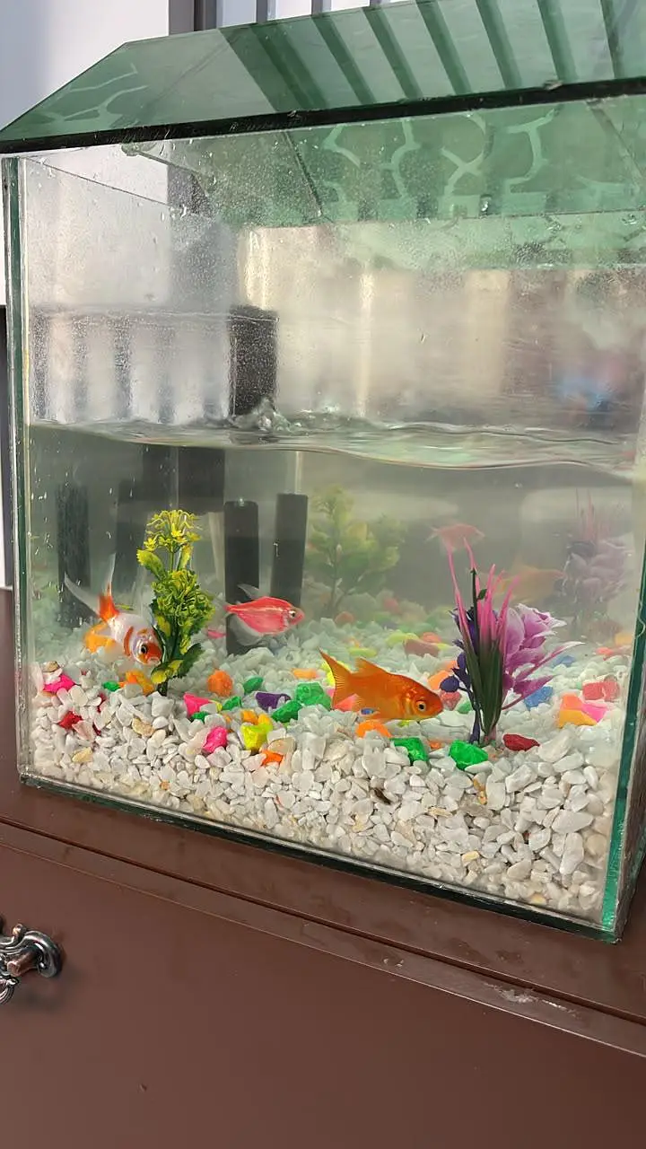 fish tank for sale With 3 fish — photo 5