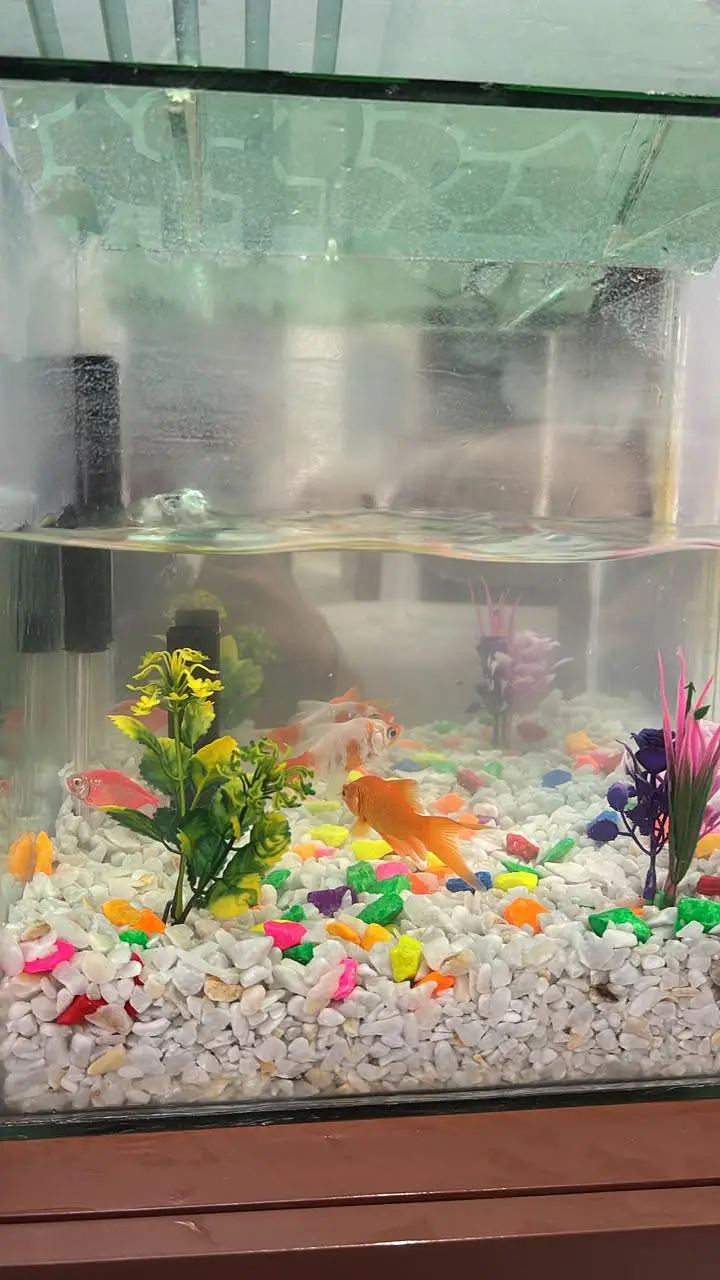 fish tank for sale With 3 fish — photo 6