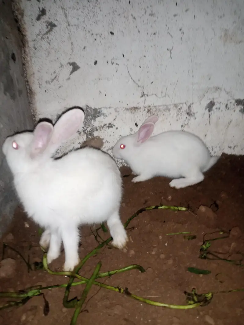 white red eyes — photo 2