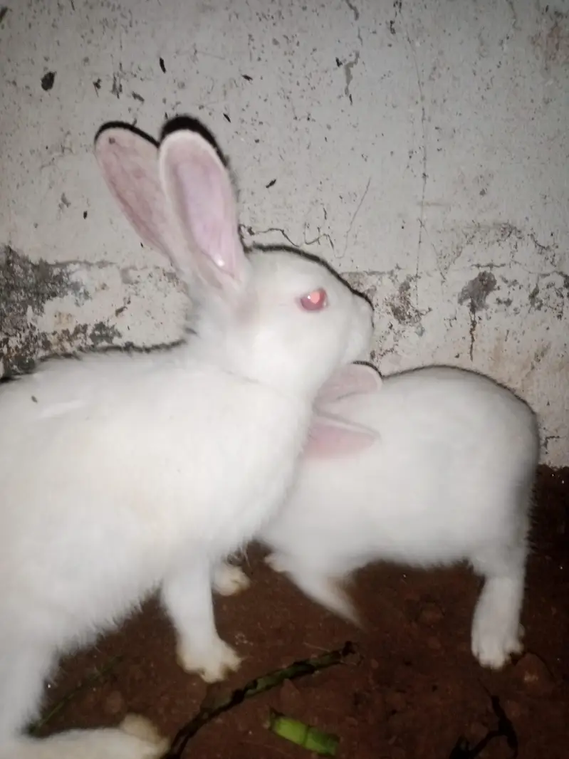 white red eyes — photo 3
