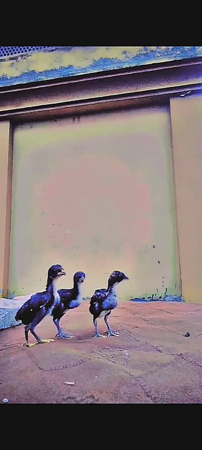 aseel chicks