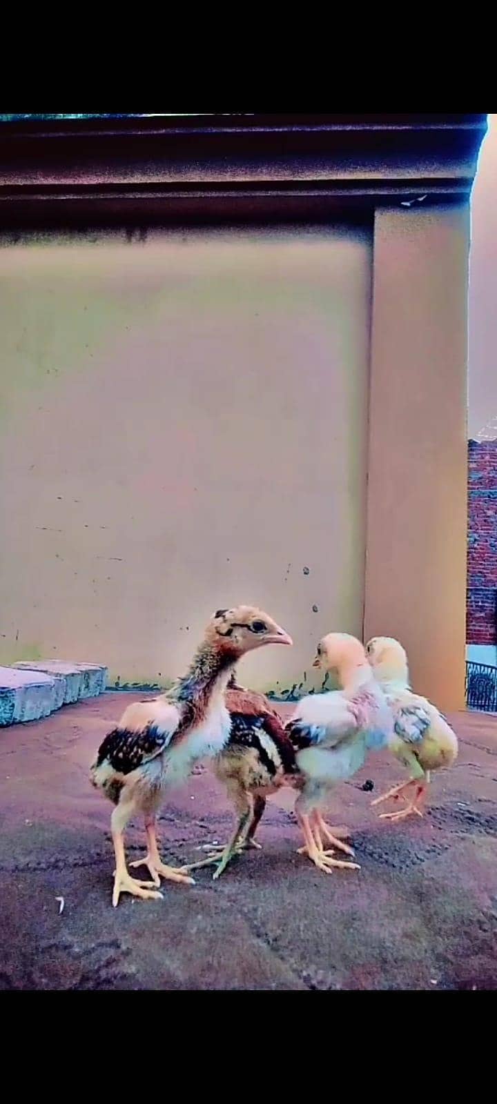 aseel chicks 1