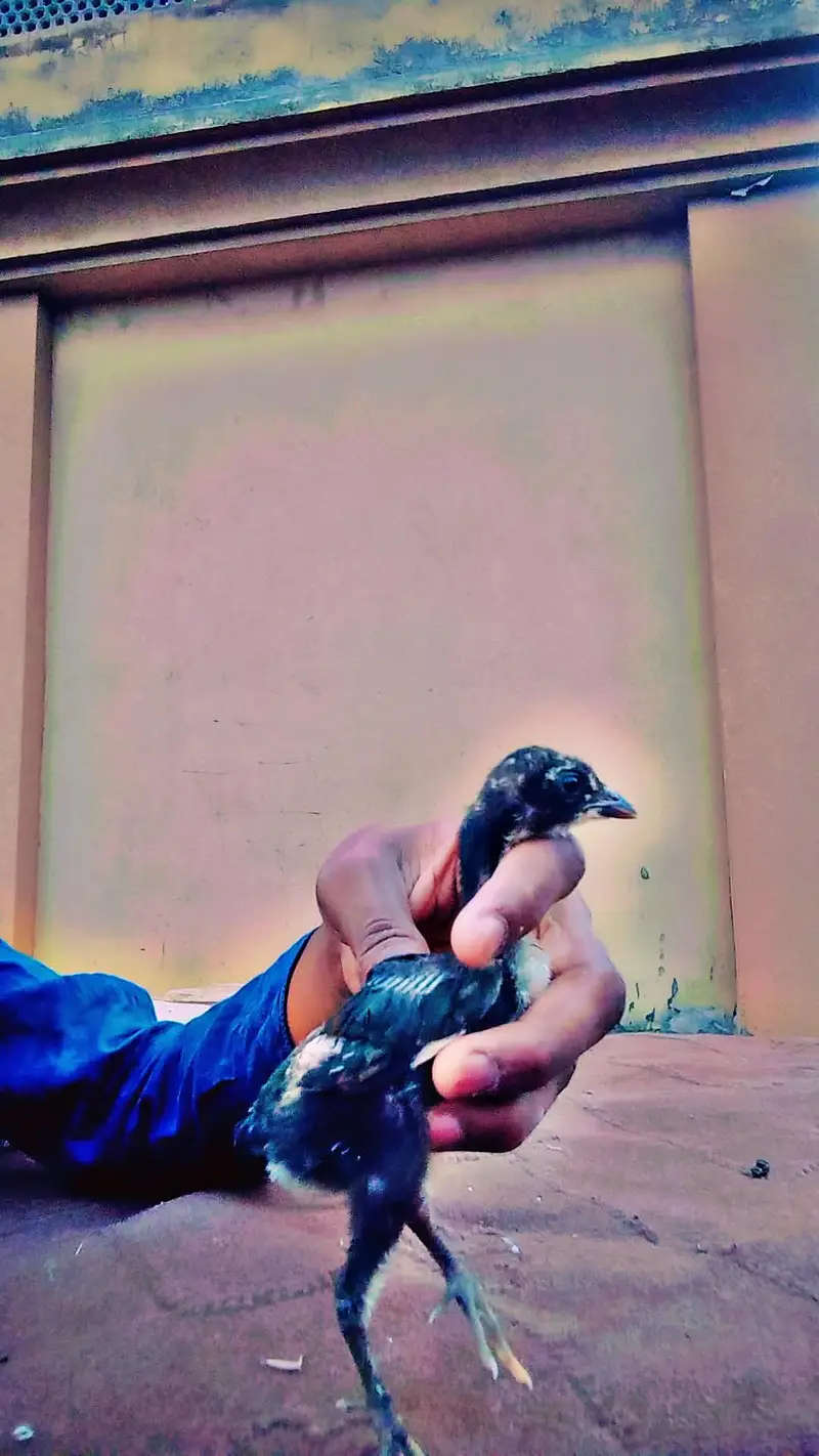 aseel chicks — photo 8