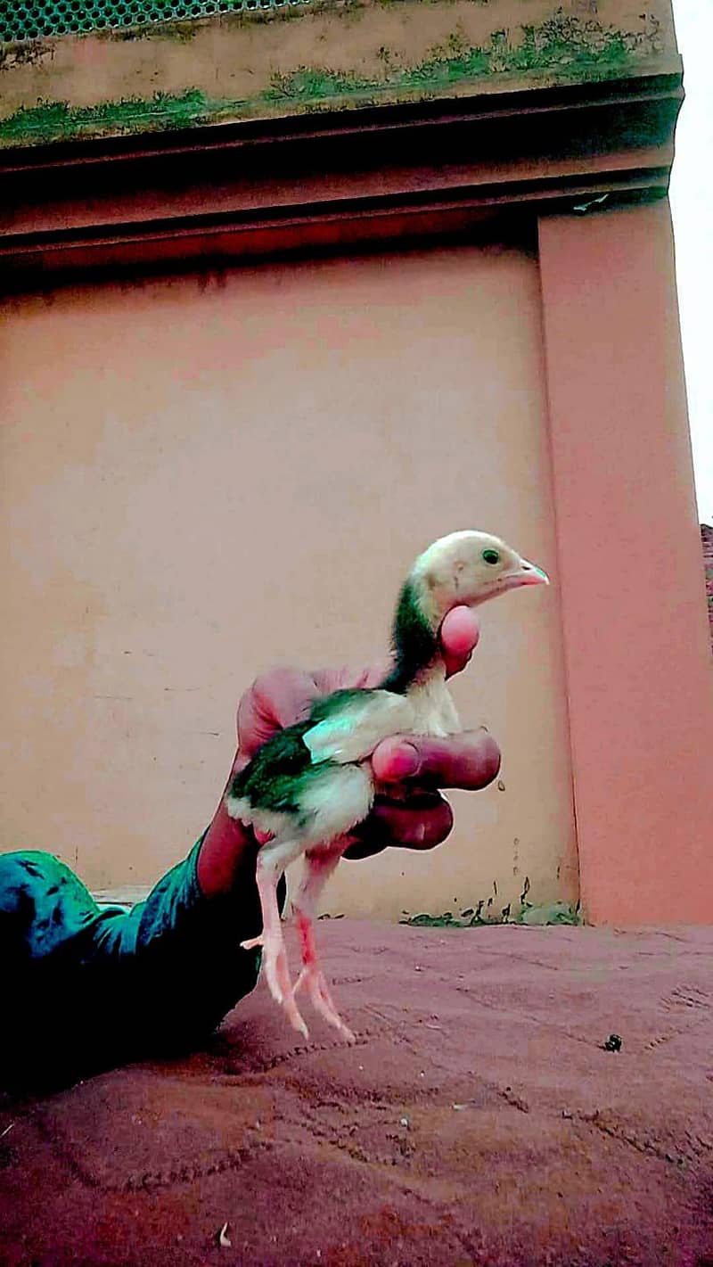aseel chicks 8