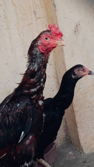 Beautiful Aseel Rooster & Hen Pair for Sale – Healthy & Attractive
