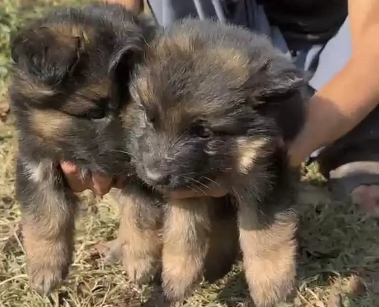 Germansheperd triple courted age 1.5 months — photo 2