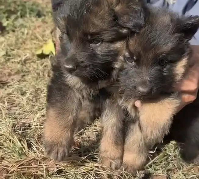 Germansheperd triple courted age 1.5 months — photo 3