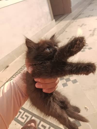 Persian kitten