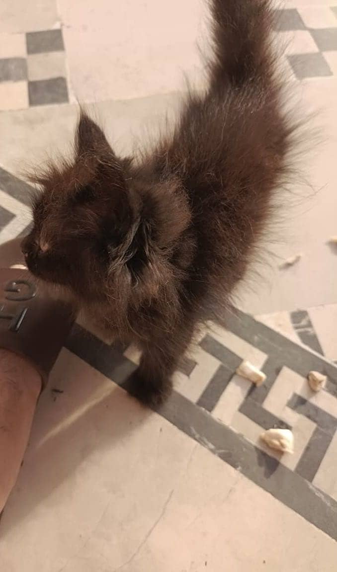 Persian kitten 1
