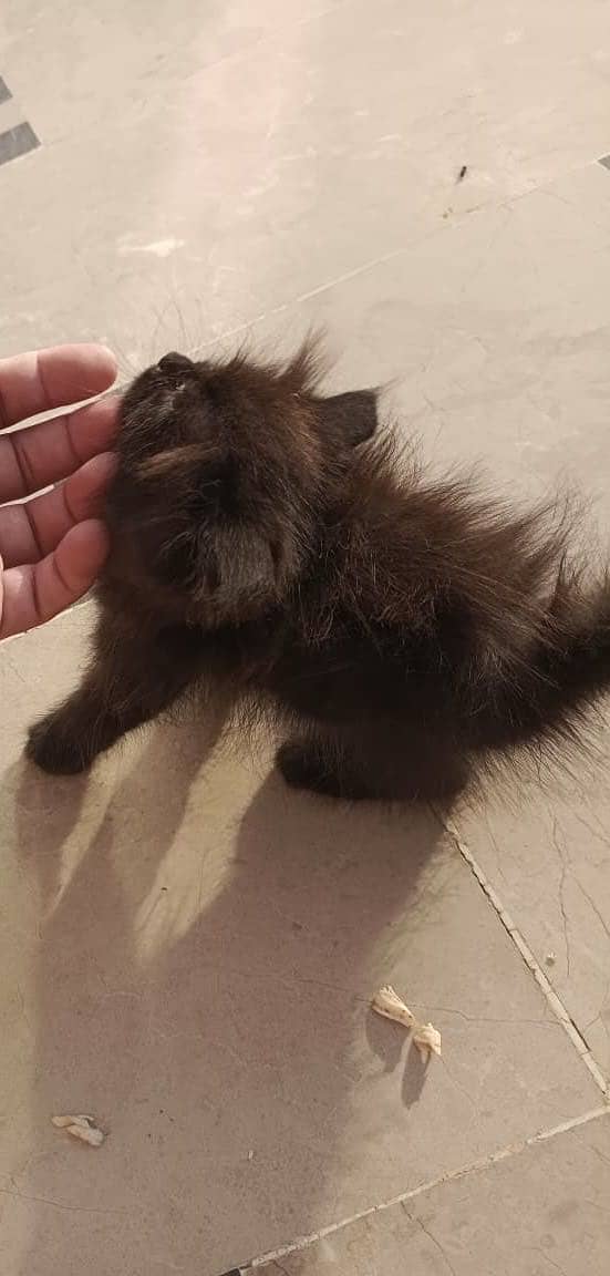 Persian kitten 2