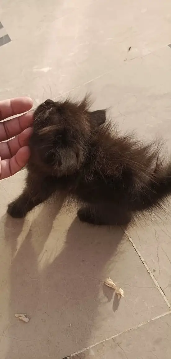 Persian kitten — photo 3