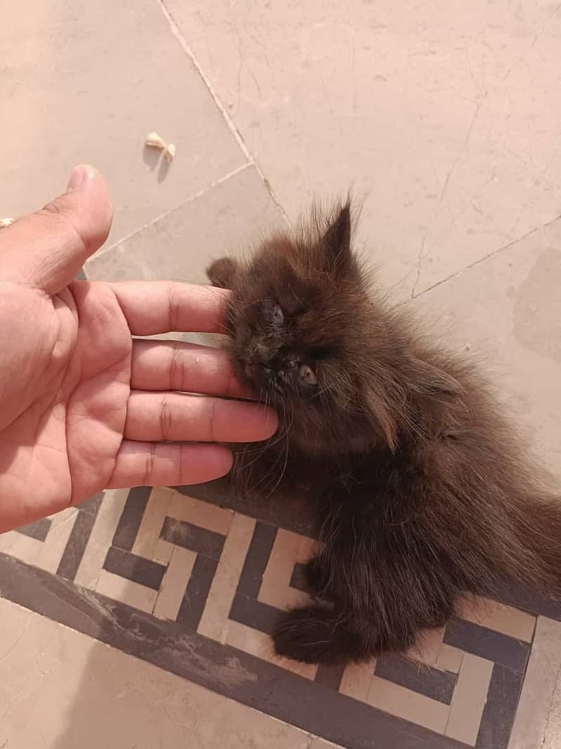 Persian kitten 3