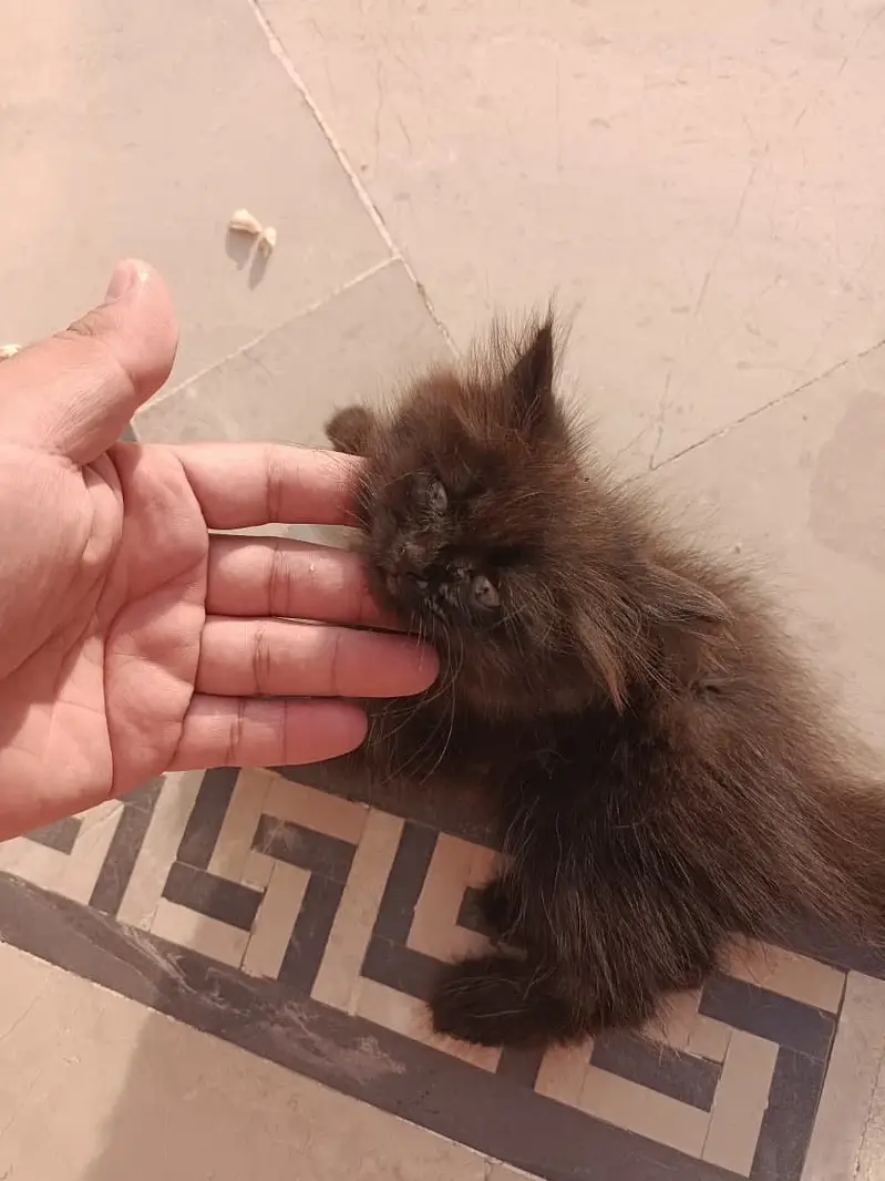 Persian kitten — photo 4