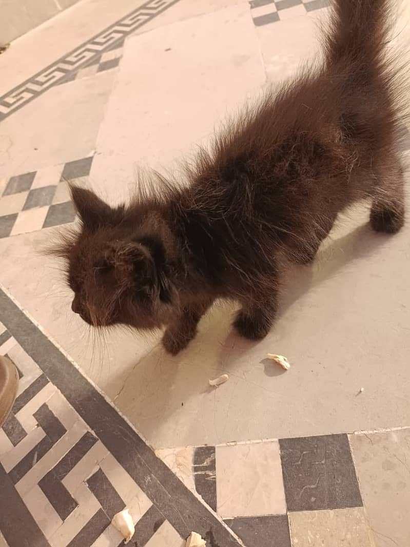 Persian kitten 4