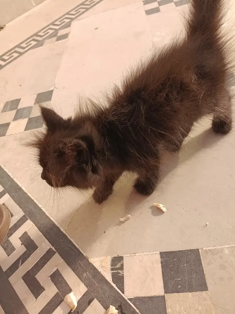 Persian kitten — photo 5