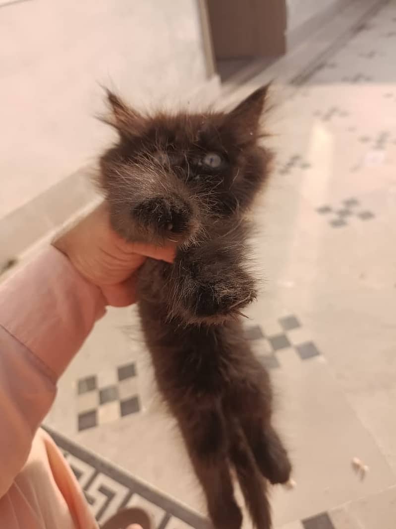Persian kitten 5