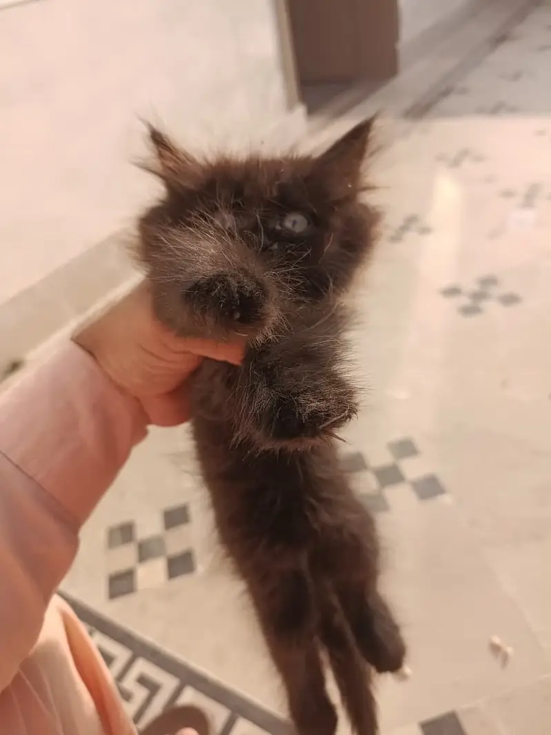 Persian kitten — photo 6