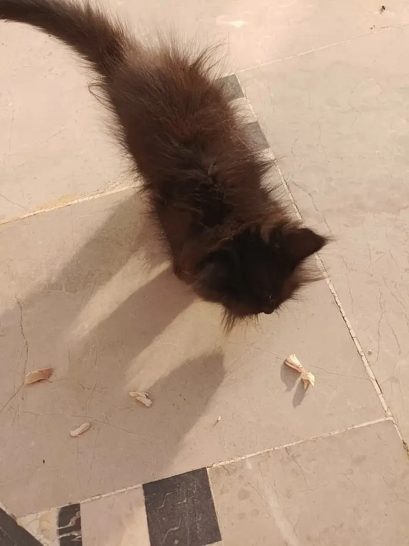 Persian kitten — photo 7
