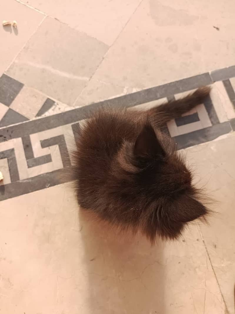 Persian kitten 7