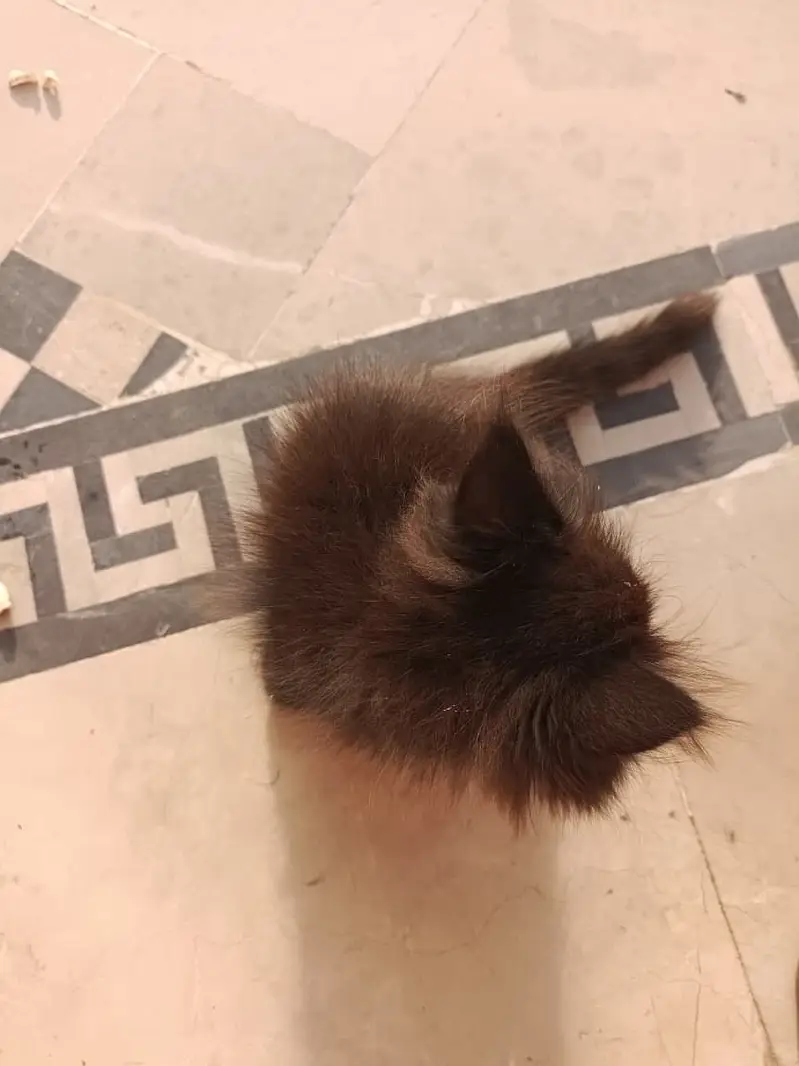Persian kitten — photo 8