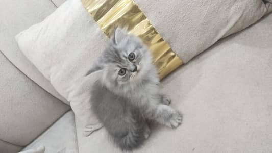 pure Persian breed triple coat
