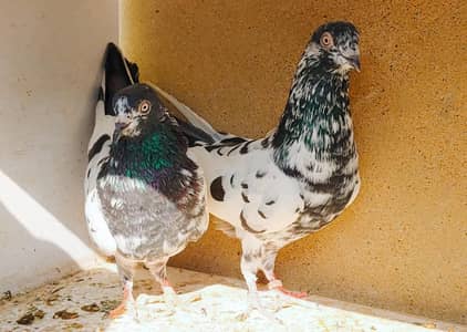 kabli pair for sale .