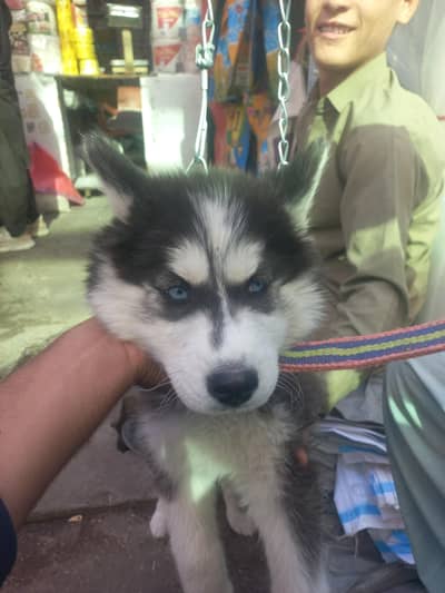husky dog