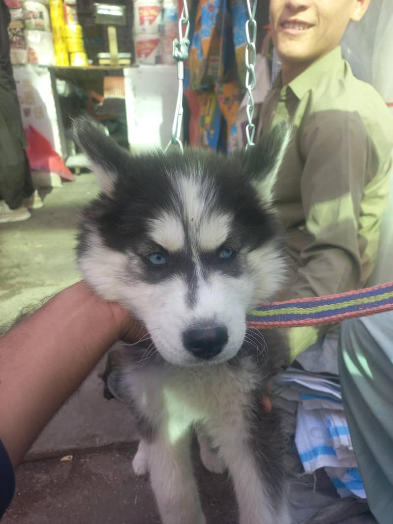 husky dog 0