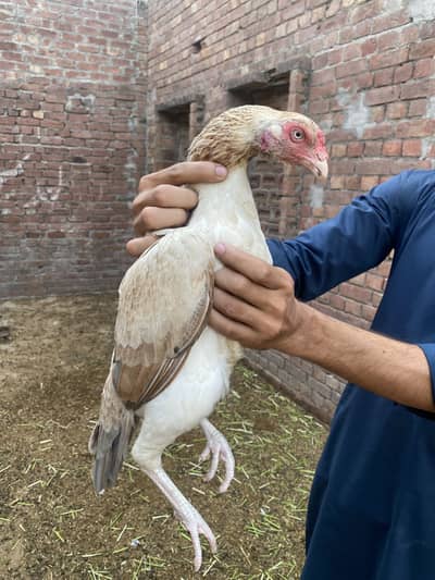 Pakistani aseel murgi for sale
