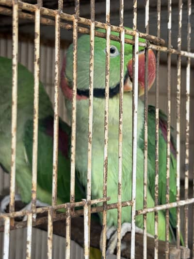 Raw parrot for sale