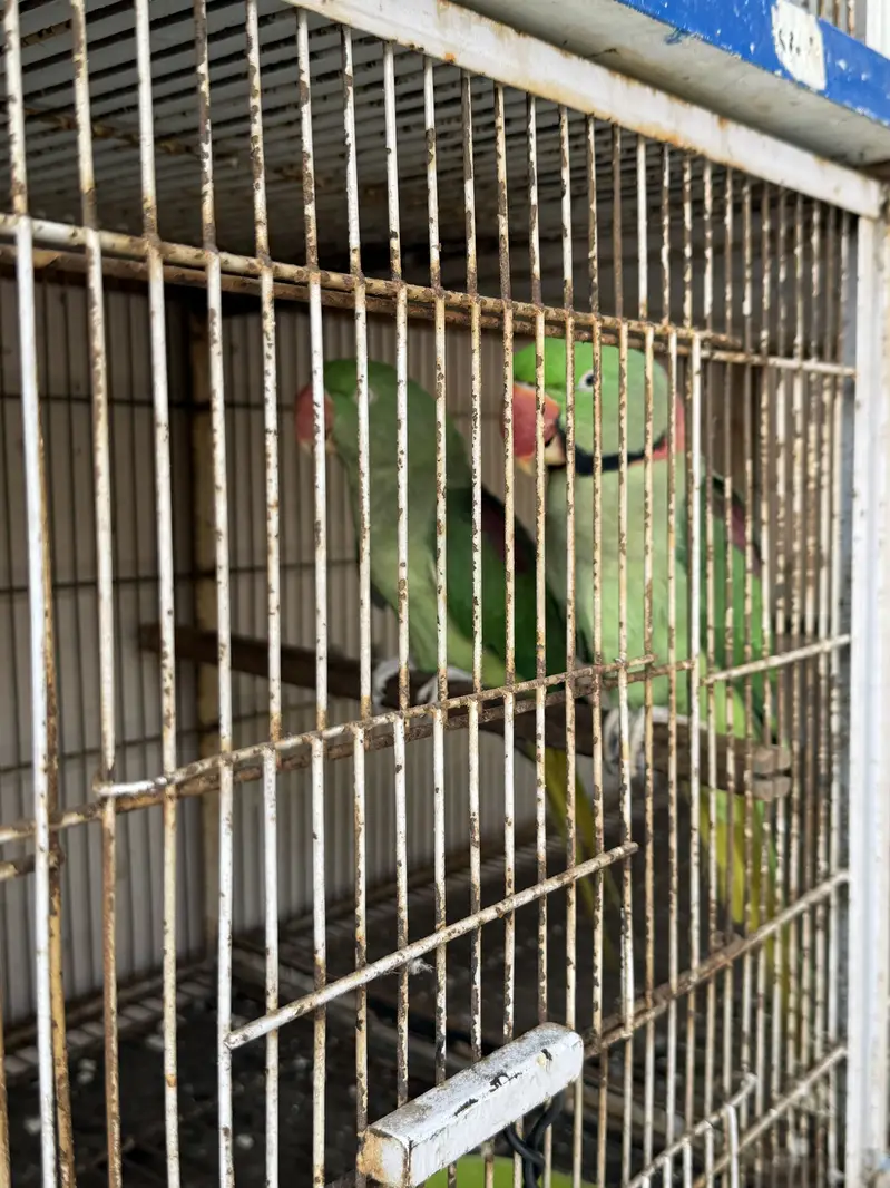 Raw parrot for sale — photo 2