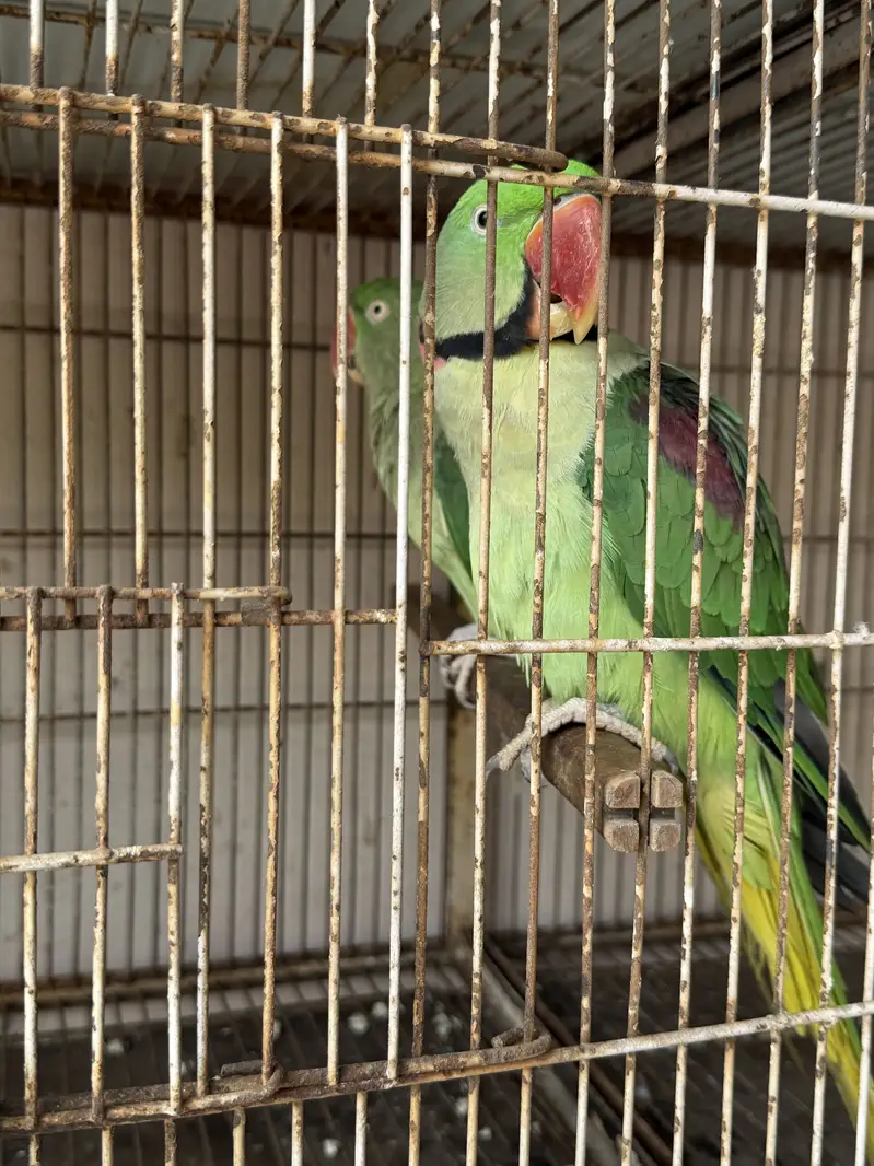 Raw parrot for sale — photo 3