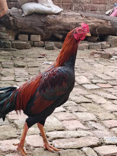 red miawali( slata walati lakhs)