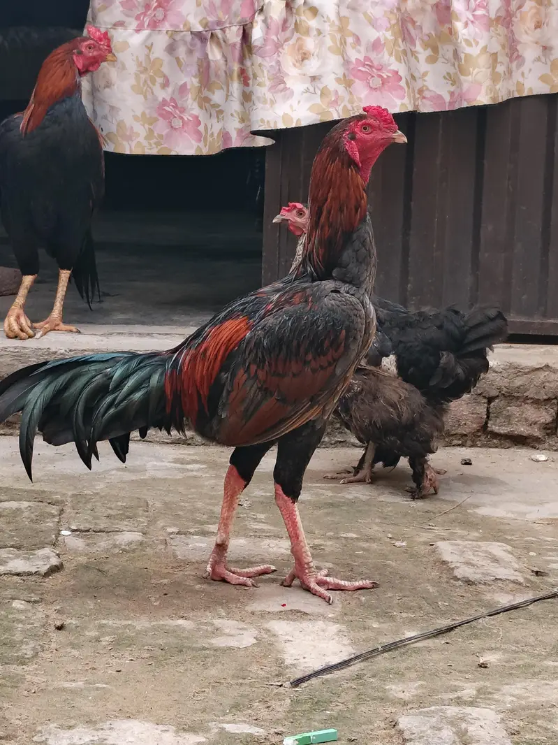 red miawali( slata walati lakhs) — photo 2