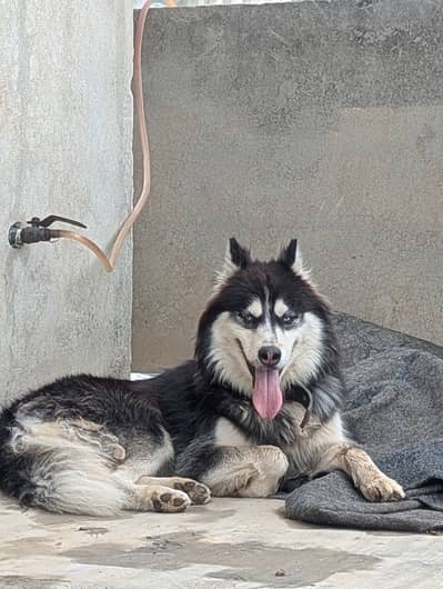 Siberian Husky