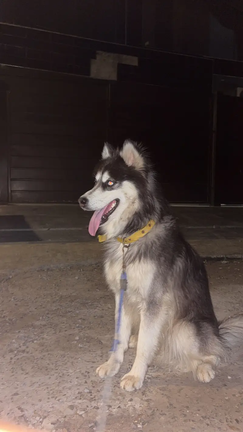 Siberian Husky — photo 3