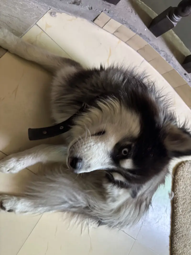 Siberian Husky — photo 4