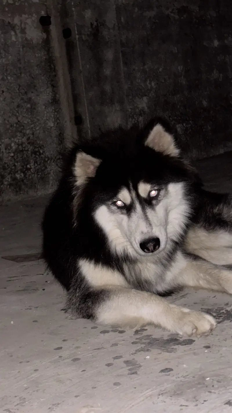 Siberian Husky — photo 6