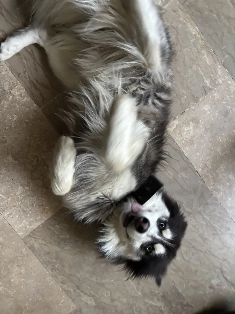 Siberian Husky — photo 7