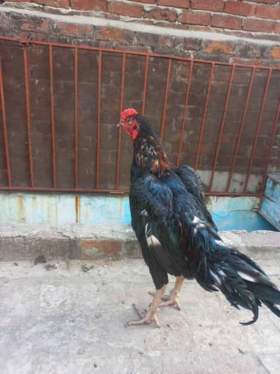 Lasani cross aseel patha for sale