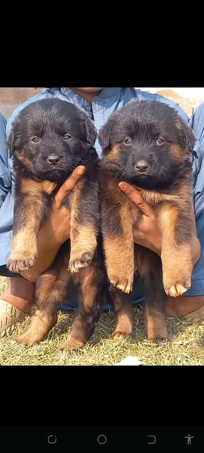 Black German Shepherd Pair | GSD | German Shepherd Double  coat pupy