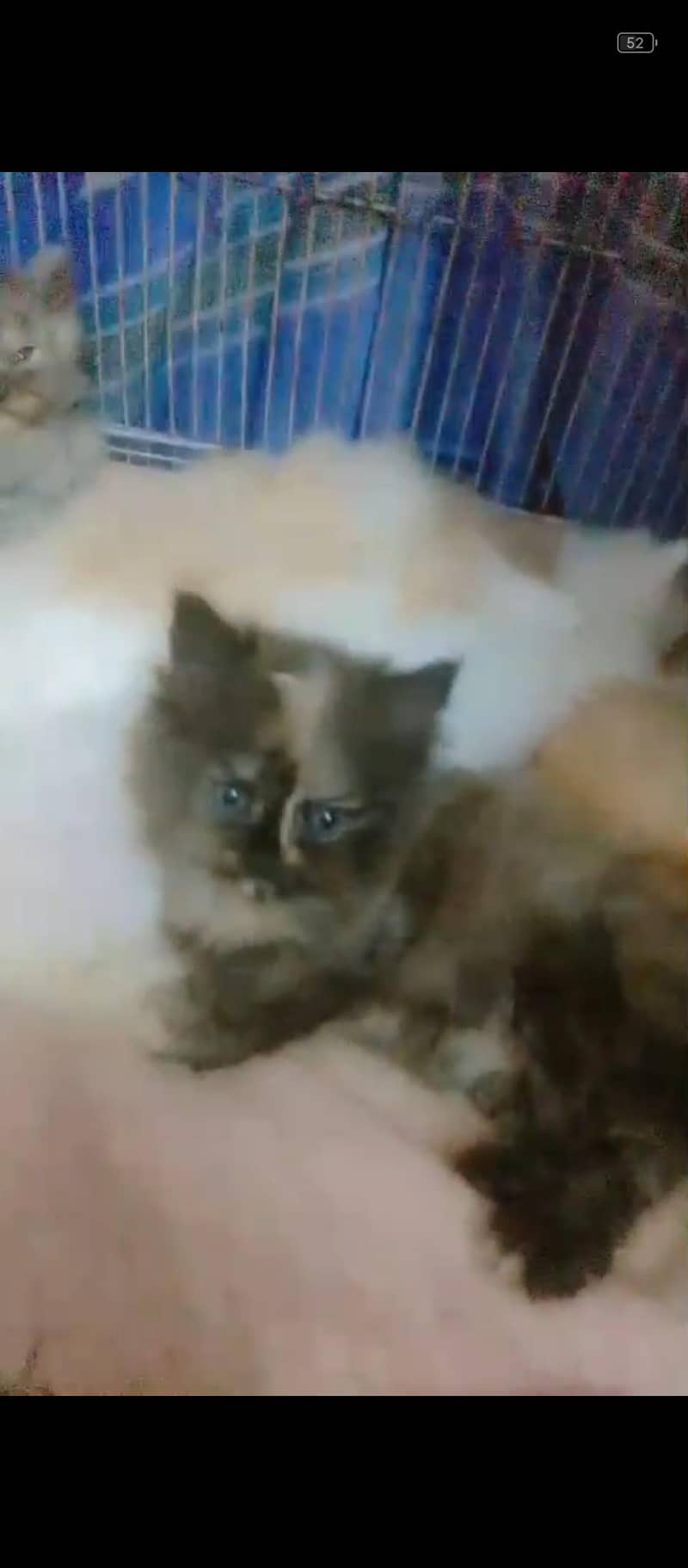 kittens 0