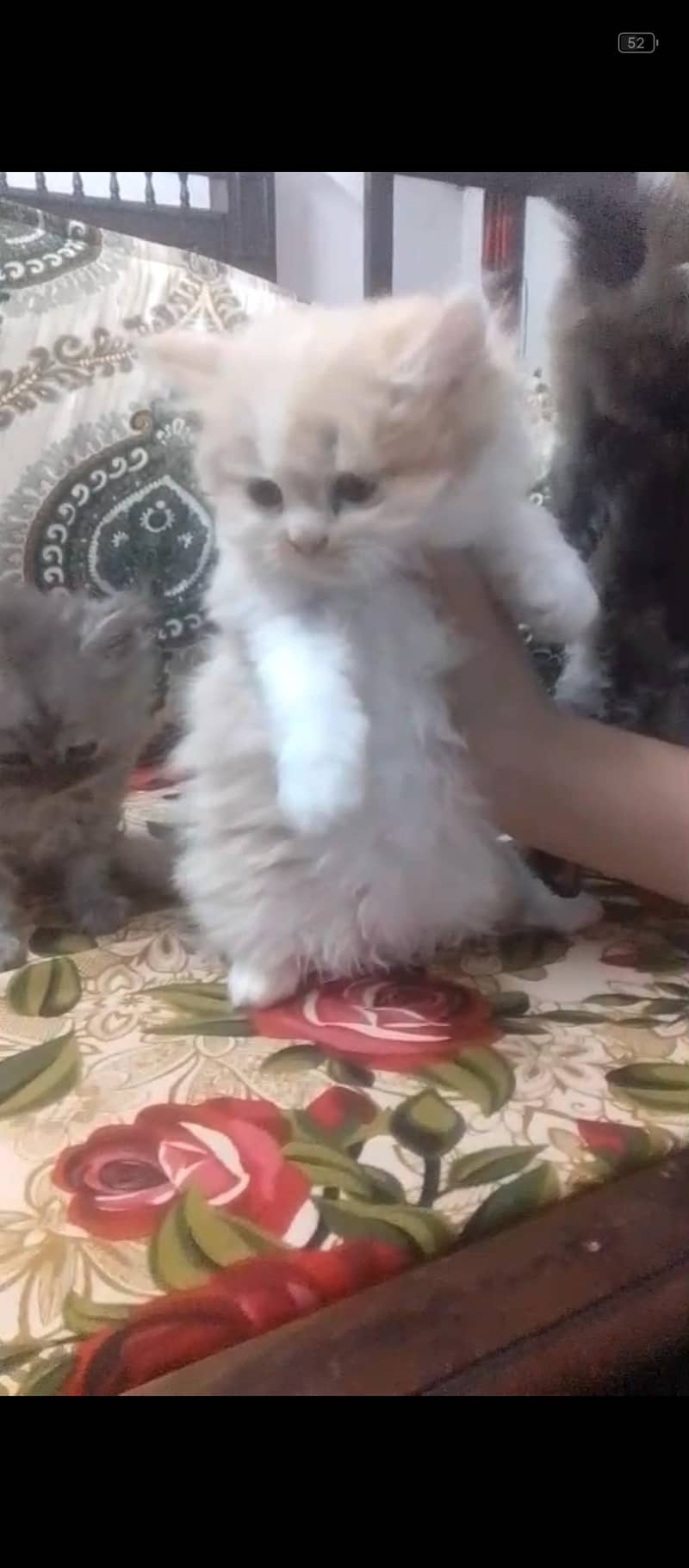 kittens 1